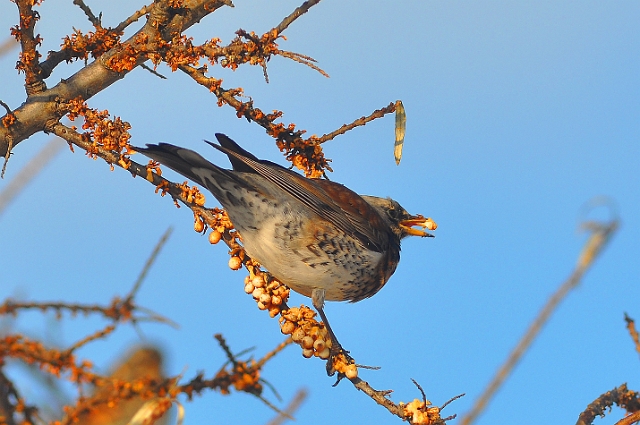 fieldfare, fieldfares, thrush-6.jpg - FIELDFARE - ROUNDHOUSE COURT, SUNNY HAYLING ISLAND - EARLY JANUARY 2010